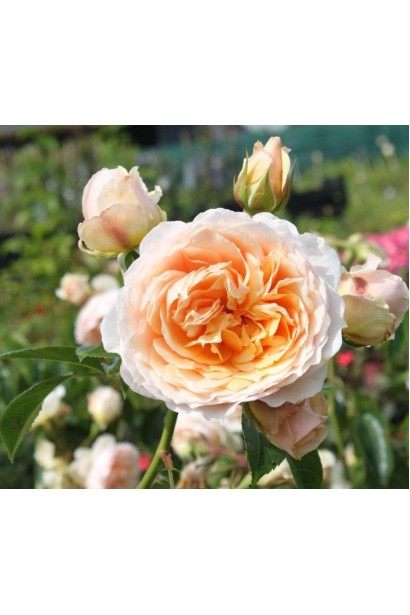 Троянда плетиста Джинджер Сілабаб під час цвітіння